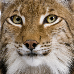 Close-up of Eurasian Lynx, Lynx lynx, 5 years old
