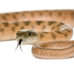 Close-up of Rat snake, against white background
