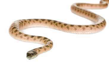Rat snake, Hemorrhois algirus, against white background