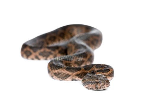 Portrait of slithering snake against white background