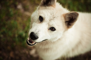 cute white dog in grass
