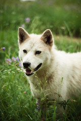 cute white dog in grass