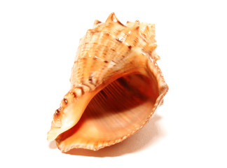 Cockleshell