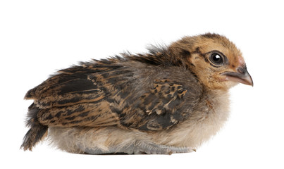 Chick, 13 days old, sitting in front of white background