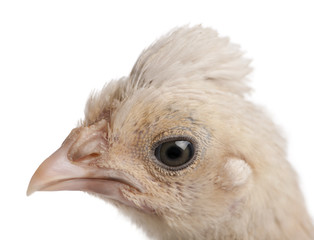 Close-up of Polish Chicken, in front of white background