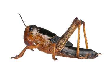 Side view of grasshopper from Asia in front of white background