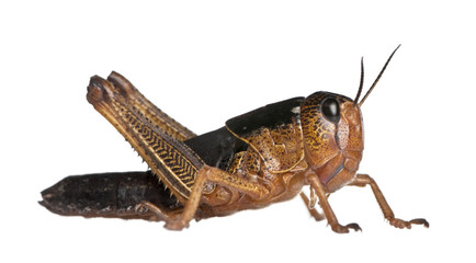 Side view of grasshopper from Asia in front of white background