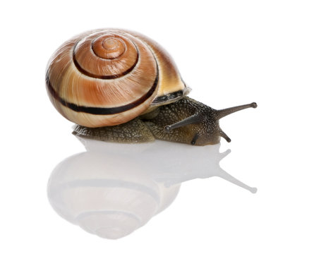Garden snail in front of a white background, studio shot