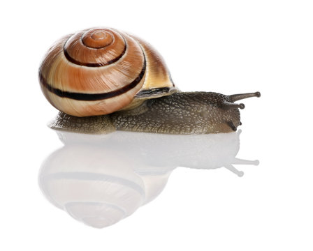 Garden snail in front of a white background, studio shot