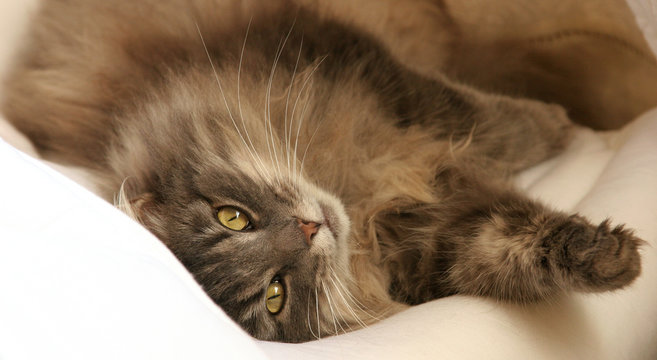 Chat des for&ecirc;ts norv&eacute;giennes