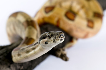 Boa Constrictor