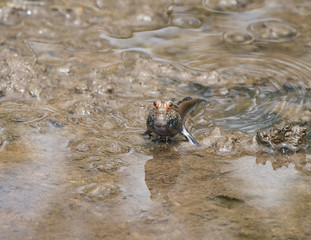 Mudskipper