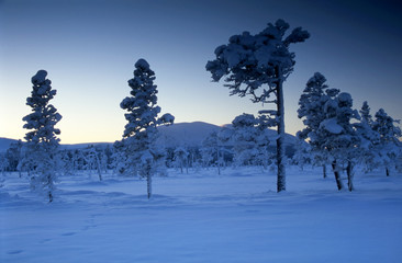 Snow-covered trees stand in a tranquil winter landscape under a dusky sky in north Sweden.