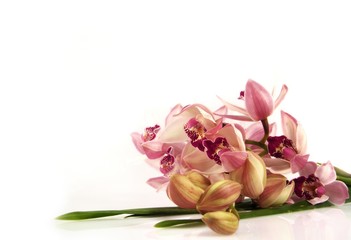 Beautiful bunch of pink orchid lying on white background