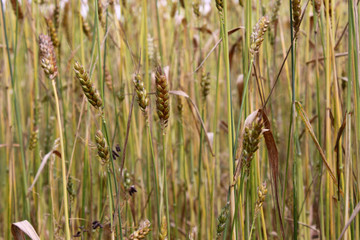 Dickkopfwinterweizen