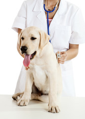 Veterinay taking care of a dog