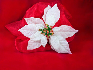 CHRISTMAS FLOWER