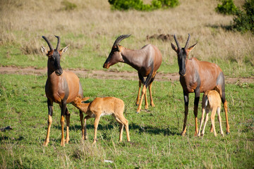 Naklejka na ściany i meble African wild roes with their young babies