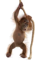 Papier Peint photo Lavable Singe Sumatran Orangutan, hanging from rope against white background