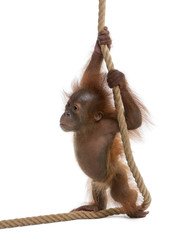 Sumatran Orangutan, hanging from rope against white background © Eric Isselée