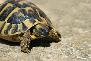 Schildkröte