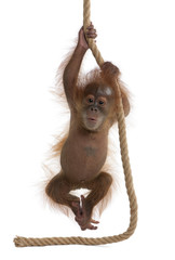 Sumatran Orangutan, hanging from rope against white background © Eric Isselée