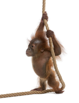 Sumatran Orangutan, hanging from rope against white background