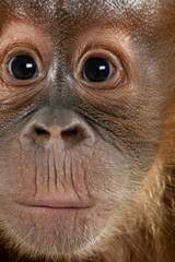 Fototapeta premium Close-up of baby Sumatran Orangutan, 4 months old