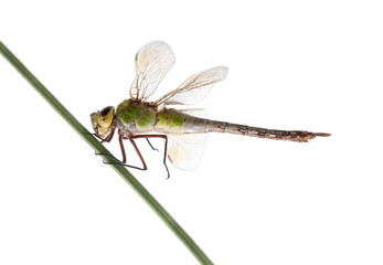 Old Emperor dragonfly, in front of white background