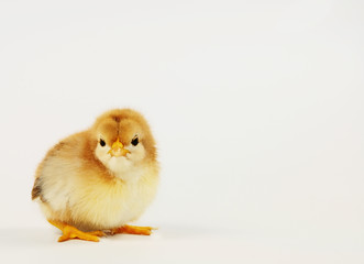 Obraz premium Küken