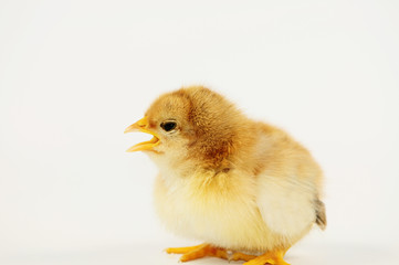Obraz premium Küken