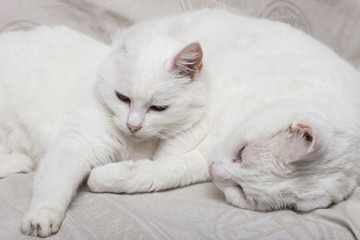 Fototapeta na wymiar chats blancs