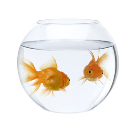Two goldfish in fish bowl, in front of white background