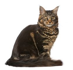 Maine Coon, 7 months old, sitting in front of white background