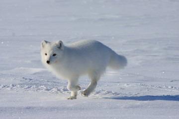 Arctic fox