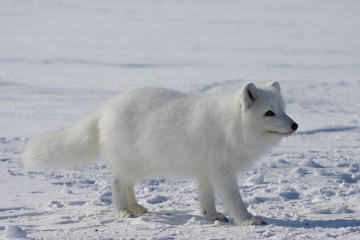 Arctic fox