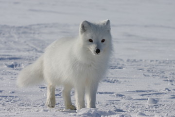Arctic fox