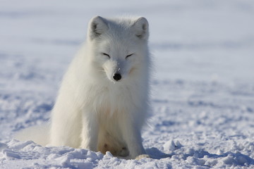 Arctic fox