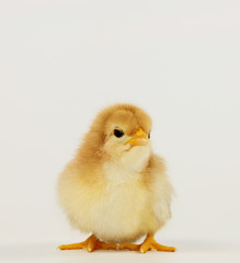 Obraz premium Küken