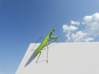 Mantis religiosa