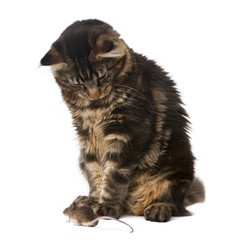 Maine Coon looking at wild mouse, against white background