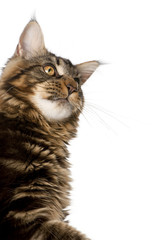 Close-up of Maine Coon, looking up against white background