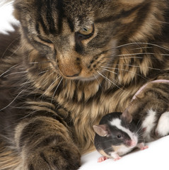 Maine Coon and mouse, sitting in front of white background