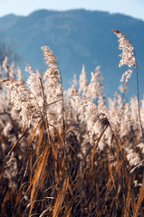 Fototapeta premium Riserva naturale, 