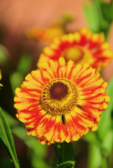 Sonnenbraut - Helenium 02