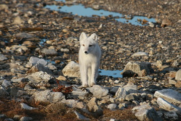 Молодой песец осенью
