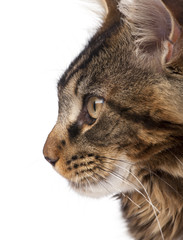 Side view of Maine Coon, in front of white background