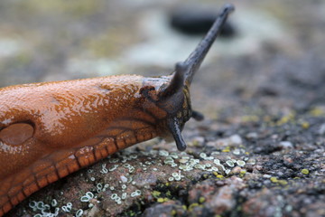 Nacktschnecke