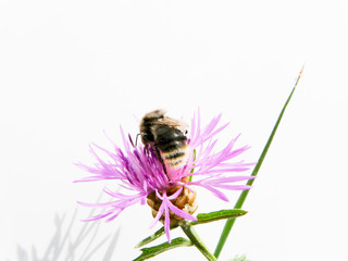 centaurée jacée (Centaurea jacea)