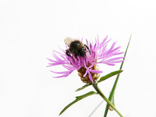 Centaurée jacée et butineur
